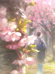 Rule 34 | 1boy, axis powers hetalia, black hair, blurry, cherry blossoms, day, depth of field, flower, from behind, haori, highres, japan (hetalia), japanese clothes, kanmuri (hanyifan30338), kimono, long sleeves, looking up, male focus, nature, outdoors, petals, pink flower, profile, smile, solo, spring (season), standing, tree