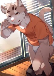 Rule 34 | 1boy, absurdres, agitong, animal ears, black pants, cat boy, cat ears, cat tail, commentary request, furry, furry male, highres, looking at viewer, male focus, male underwear, orange shirt, pants, shirt, sitri (housamo), tail, tokyo houkago summoners, underwear, undressing, whiskers, white male underwear