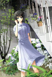 Rule 34 | 1girl, black hair, blue eyes, chef no kimagure salad, copyright name, dress, flower, haunted campus, hydrangea, looking at viewer, mikipuruun no naegi, nada koyomi, official art, original, plant, potted plant, short hair, solo, stairs, standing, white background, white dress, wind