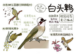 Rule 34 | animal, animal focus, bird, black eyes, chinese commentary, chinese text, closed mouth, commentary request, eating, flower, flying, full body, garlica, highres, multiple views, music, musical note, no humans, open mouth, original, pink flower, simple background, singing, white background