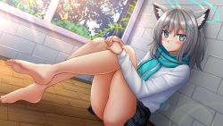 Rule 34 | 1girl, animal, animal ear fluff, animal ears, bare legs, barefoot, black skirt, blue archive, blue eyes, blue scarf, blush, brick wall, bug, butterfly, closed mouth, commentary, feet, fringe trim, grey hair, hair ornament, halo, highres, indoors, bug, kazenokaze, knees up, hugging own legs, long hair, long sleeves, looking at viewer, on floor, pleated skirt, scarf, shiroko (blue archive), shirt, sitting, skirt, soles, solo, thighs, white shirt, window, wooden floor
