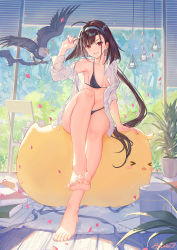 Rule 34 | &gt; &lt;, 1girl, ahoge, animal, arm support, arm up, atdan, azur lane, bad perspective, barefoot, bikini, bird, black bikini, blue hairband, blush, book, branch, breasts, brown hair, chair, chick, cleavage, closed eyes, collarbone, commentary, day, dress shirt, eagle, earrings, english commentary, feet, full body, grin, hair ornament, hairband, highres, independence (azur lane), indoors, jewelry, large breasts, legs, long hair, long sleeves, looking at viewer, low ponytail, medium breasts, navel, o-ring, o-ring bikini, o-ring top, open clothes, open shirt, parted lips, petals, ponytail, red eyes, shirt, signature, sitting, sitting on animal, slit pupils, smile, solo, swimsuit, toenails, toes, very long hair, white shirt, wooden floor