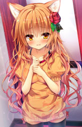 Rule 34 | 1girl, :|, animal ears, animal print, black thighhighs, blush, bra strap, cat ears, cat print, clenched hands, closed mouth, collarbone, commentary request, cowboy shot, flower, hair flower, hair ornament, hands on own chest, huei nazuki, long hair, long shirt, looking at viewer, orange hair, original, own hands together, parted lips, red flower, red rose, rose, solo, thighhighs, wavy hair, yellow eyes