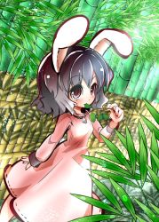 Rule 34 | 1girl, animal ears, bamboo, bamboo forest, black hair, rabbit ears, fifiruu, forest, inaba tewi, jewelry, mouth hold, nature, pendant, red eyes, short hair, solo, touhou, wavy hair