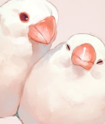 Rule 34 | animal focus, bad id, bad pixiv id, bird, commentary request, closed eyes, grey background, highres, java sparrow, manino (mofuritaionaka), no humans, original, red eyes, signature, simple background