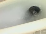 Rule 34 | 1girl, animated, asian, ass, bathtub, black hair, breasts, japanese (nationality), looking at viewer, methylcellulose, panties, photo (medium), see-through, shirt, slime (substance), small breasts, solo, sound, t-shirt, tagme, thighs, topless, twintails, underwear, video, wet, wet clothes, white shirt