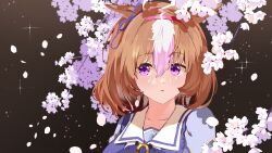 Rule 34 | 1girl, absurdres, ahoge, animal ears, bow, bowtie, branch, brown background, brown hair, cherry blossoms, diffraction spikes, hair between eyes, hairband, highres, horse ears, light blush, looking at viewer, luft9999, medium hair, meisho doto (umamusume), multicolored hair, parted lips, petals, purple eyes, purple shirt, sailor collar, shirt, solo, two-tone hair, umamusume, upper body
