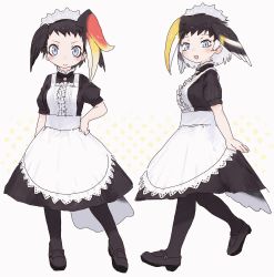 Rule 34 | 2girls, alternate costume, apron, bird girl, bird tail, bird wings, black dress, black footwear, black hair, black legwear, blonde hair, blue eyes, blush, center frills, collar, dress, enmaided, frilled collar, frills, great hornbill (kemono friends), head wings, high collar, highres, kemono friends, long dress, maid, maid apron, maid headdress, mary janes, matching outfits, multicolored hair, multiple girls, pantyhose, puffy short sleeves, puffy sleeves, red hair, rhinoceros hornbill (kemono friends), shoes, short sleeves, tail, toxicnyannyan, white apron, white hair, wings
