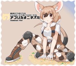 Rule 34 | 1girl, :o, absurdres, animal ear fluff, animal ears, bare arms, belt, boots, border, breasts, brown hair, brown vest, character name, cleavage, collared vest, cross-laced footwear, eyeshadow, fingerless gloves, full body, fur collar, gambian rat (kemono friends), gloves, hair between eyes, highres, japari symbol, kemono friends, knee pads, knee up, lace-up boots, light brown hair, looking at viewer, makeup, medium breasts, medium hair, mouse ears, mouse girl, mouse tail, multicolored clothes, multicolored hair, multicolored pants, open clothes, open vest, pants, parted lips, print pants, shirt, short sleeves, sitting, solo, spread legs, tail, vest, white gloves, white hair, white shirt, wonderful waon
