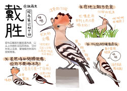 Rule 34 | animal, animal focus, bird, black eyes, chinese commentary, chinese text, closed mouth, commentary, eating, from side, garlica, grass, highres, hoopoe, multiple views, no humans, original, simple background, translation request, white background