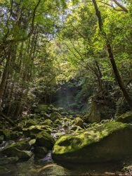 bush day forest grass highres hill morning naohiro_ito nature no_humans original painting_(medium) riverbank scenery shadow stream sunlight traditional_media tree_shade water