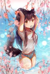 Rule 34 | 1girl, alternate hairstyle, animal ear fluff, animal ears, arknights, arms up, bikini, bikini bottom only, black hair, blue bikini, blurry, blurry foreground, blush, breasts, brown eyes, cowboy shot, flower, hair between eyes, hair tie in mouth, highres, lens flare, long hair, looking at viewer, medium breasts, midriff peek, mouth hold, no pants, pink flower, polka dot, polka dot bikini, polka dot bikini bottom, ponytail, shirt, short sleeves, solo, sparkle, standing, swimsuit, tail, texas (arknights), thighs, tying hair, wading, water, white shirt, wolf ears, wolf tail, yoizora