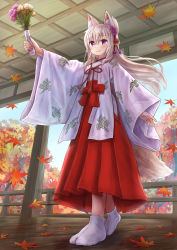 Rule 34 | 1girl, animal ear fluff, animal ears, autumn leaves, blush, breasts, brown hair, closed mouth, commentary request, day, floating hair, flower, folded ponytail, fox ears, fox girl, fox tail, hair between eyes, hakama, hakama skirt, highres, holding, iroha (iroha matsurika), japanese clothes, kimono, koyoi (iroha (iroha matsurika)), leaf, long hair, maple leaf, miko, no shoes, original, outstretched arm, purple eyes, purple flower, red hakama, skirt, small breasts, smile, socks, solo, standing, tabi, tail, very long hair, white kimono, white socks, wide sleeves, yellow flower