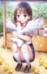 Rule 34 | 1girl, animal, bird, blue skirt, blush, braid, broken egg, brown footwear, chick, chicken, collarbone, commentary request, holding, holding animal, kneehighs, looking at viewer, original, outdoors, pleated skirt, rangu, rooster, shirt, shoes, skirt, smile, socks, solo, white shirt