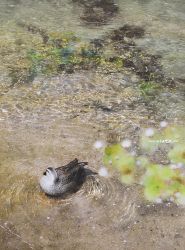 Rule 34 | animal, animal focus, artist name, bird, blurry, blurry foreground, commentary request, depth of field, duck, eastern spot-billed duck, highres, no humans, original, painting (medium), photorealistic, realistic, ripples, scenery, shallow water, traditional media, watanabe masato, water, watercolor (medium)