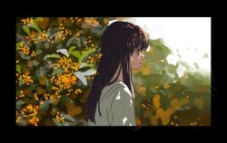 Rule 34 | 1girl, arms at sides, black border, blunt bangs, border, brown eyes, brown hair, closed mouth, day, flower, from side, highres, long hair, long sleeves, looking ahead, orange flower, original, outdoors, profile, shirt, solo, straight hair, takaki (mh 399), upper body, white shirt