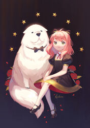 Rule 34 | 1girl, ahoge, animal, anya (spy x family), bond (spy x family), child, commentary, dark background, dog, dress, english commentary, flower, full body, great pyrenees, green eyes, hairpods, hand on lap, highres, kneehighs, koichame, mary janes, petals, pink hair, puffy short sleeves, puffy sleeves, rose, shoes, short sleeves, smile, socks, solo, spy x family, star (symbol), white dog