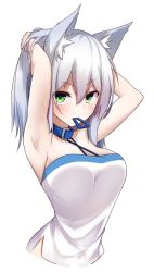 Rule 34 | 1girl, animal ear fluff, animal ears, arched back, arm behind head, armpits, arms up, bare arms, bare shoulders, blue collar, breasts, camisole, collar, collarbone, criss-cross halter, hair between eyes, hair ornament, hairclip, halterneck, hands in hair, highres, long hair, mouth hold, original, shirogane kasane, silver hair, simple background, small breasts, solo, surume aburi, unworn hair ornament, unworn hairclip, white background, white camisole