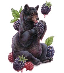 Rule 34 | animal, animal focus, artist name, bear, berry, blackberry (fruit), eating, food, fruit, full body, holding, holding food, leaf, no humans, open mouth, original, raspberry, realistic, simple background, sitting, sushiartstudio, tongue, tongue out, watermark, white background