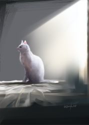 Rule 34 | animal, animal focus, blue eyes, cat, cat day, commentary request, gurifu, highres, looking away, no humans, original, profile, solo, twitter username, white cat