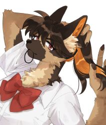 Rule 34 | 1girl, animal ear fluff, animal ears, black hairband, body fur, bow, bowtie, brown eyes, brown fur, brown hair, claws, closed mouth, collared shirt, commentary request, dog ears, dog girl, furry, furry female, hairband, hands up, highres, long hair, looking at viewer, mouth hold, multicolored hair, orange hair, original, ponytail, rata (norahasu), red bow, red bowtie, school uniform, shirt, short sleeves, simple background, smile, streaked hair, tying hair, upper body, white background, white shirt