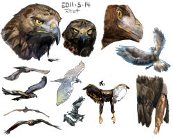 Rule 34 | animal, bird, eagle, no humans, orushibu