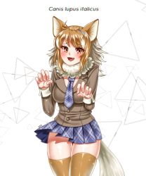 Rule 34 | 10s, 1girl, animal ears, blush, brown hair, cowboy shot, fang, highres, italian wolf (kemono friends), kemono friends, long hair, miniskirt, multicolored hair, necktie, open mouth, orange eyes, pleated skirt, scientific name, simple background, skirt, solo, tail, thighhighs, two-tone hair, upper body, white background, white hair, wolf ears, wolf tail
