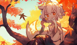 Rule 34 | 1girl, animal ears, autumn, autumn leaves, bare shoulders, blush, breasts, chii (tsumami tsumamare), closed mouth, detached sleeves, eating, food, hair between eyes, hat, highres, holding, holding food, in tree, inubashiri momiji, japanese clothes, leaf, maple leaf, medium breasts, red eyes, red hat, roasted sweet potato, short hair, sitting, sitting in tree, solo, sweet potato, tail, tokin hat, touhou, tree, white hair, white sleeves, wide sleeves, wolf ears, wolf tail