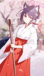 Rule 34 | 1girl, absurdres, animal ear fluff, animal ears, black hair, blue archive, blurry, blush, cherry blossoms, depth of field, hakama, hakama skirt, halo, highres, holding, japanese clothes, long hair, miko, official alternate costume, open mouth, pn (wnsl216), red eyes, serika (blue archive), serika (new year) (blue archive), skirt, smile, solo, tree, wide sleeves