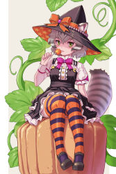Rule 34 | 1girl, :p, alternate costume, animal ears, black dress, black hat, blush, bow, bowtie, candy, cat ears, cat girl, cat tail, collared shirt, dress, ears through headwear, extra ears, food, frilled dress, frills, green eyes, grey hair, hair between eyes, halloween, hat, hat bow, high collar, highres, kemono friends, kemono friends 3, kosai takayuki, lollipop, looking at viewer, multicolored hair, orange bow, orange thighhighs, puffy short sleeves, puffy sleeves, pumpkin, purple bow, purple bowtie, purple thighhighs, shirt, short hair, short sleeves, sidelocks, solo, striped clothes, striped thighhighs, tail, thighhighs, tongue, tongue out, tsushima leopard cat (kemono friends), two-tone thighhighs, white shirt, witch, witch hat