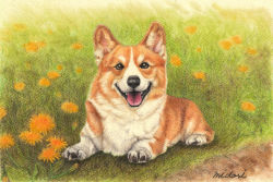 Rule 34 | animal, animal focus, colored pencil (medium), commentary request, daisy, dirt, dog, flower, foliage, grass, highres, looking at viewer, lying, midori (user rfup2354), no humans, on stomach, original, signature, tongue, tongue out, traditional media, welsh corgi