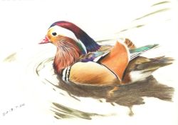 Rule 34 | animal, animal focus, bird, dated, don quixote (1261226043), duck, from side, mandarin duck, no humans, original, reflection, ripples, traditional media