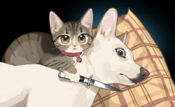 Rule 34 | :3, animal, animal ear fluff, animal ears, animal focus, bell, neck bell, black eyes, brown eyes, cat ears, collar, commentary, derivative work, dog, dog ears, english commentary, face, gentlecat, holding, jingle bell, knife, blade to throat, looking at viewer, no humans, open mouth, photo-referenced, plaid, real life, simple background, standing, weapon, whiskers
