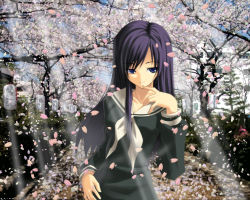Rule 34 | 00s, 1girl, cherry blossoms, maria-sama ga miteru, ogasawara sachiko, solo, wallpaper