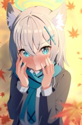 Rule 34 | 1girl, :t, absurdres, animal ear fluff, animal ears, autumn leaves, black jacket, blue archive, blue eyes, blue scarf, blush, closed mouth, collared shirt, commentary, grey hair, hair between eyes, hair ornament, halo, hands up, highres, jacket, leaf, long sleeves, looking at viewer, maple leaf, open clothes, open jacket, rindou ringdong, scarf, school uniform, shiroko (blue archive), shirt, solo, upper body, white shirt