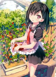 Rule 34 | 1girl, :d, absurdres, apron, artist name, bench, black hair, black shirt, black skirt, blouse, blush, bridge, cherry tomato, day, english text, food, frilled apron, frills, from above, from side, fruit, garden, hair ornament, hair over one eye, hair scrunchie, highres, huge filesize, kantoku, looking at viewer, miniskirt, necktie, one side up, open mouth, original, outdoors, pink apron, plaid, plant, potted plant, purple eyes, red necktie, rock, school uniform, scrunchie, serafuku, shirt, shizuku (kantoku), short hair, short sleeves, skirt, skirt basket, smile, socks, solo, standing, stream, sunlight, tomato, trellis, vegetable, white socks