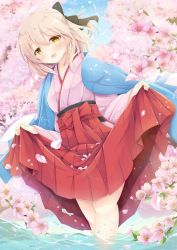 Rule 34 | 1girl, ahoge, black ribbon, blonde hair, blue sky, blush, cherry blossoms, clothes lift, commentary request, falling petals, fate (series), hair between eyes, hair ribbon, hakama, hakama skirt, half updo, in water, iris yayoi, japanese clothes, kimono, lifted by self, looking at viewer, okita souji (fate), okita souji (koha-ace), outdoors, petals, ribbon, short hair, sidelocks, skirt, skirt lift, sky, smile, solo, standing, wading, water, yellow eyes