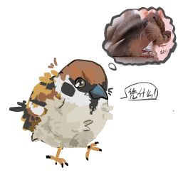 Rule 34 | anger vein, angry, animal focus, bird, chinese commentary, chinese text, commentary request, dove, eurasian tree sparrow, no humans, notice lines, original, photo inset, simple background, sparrow, speech bubble, thought bubble, translation request, white background, zhanghemankong
