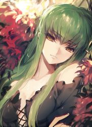 Rule 34 | 1girl, alternate costume, backlighting, bare shoulders, black dress, breasts, c.c., cleavage, code geass, creayus, day, dress, eyebrows, flower, green hair, head tilt, long hair, looking at viewer, off-shoulder dress, off shoulder, parted lips, red flower, sketch, small breasts, smile, solo, sunlight, tsurime, yellow eyes