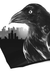 Rule 34 | animal, animal focus, beak, bird, building, cityscape, close-up, commentary, crow, english commentary, from side, greyscale, monochrome, no humans, original, outdoors, raseruuu, realistic, upper body