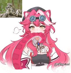 1girl animal_ears biting_own_tail breasts cleavage goggles goggles_on_head highres hololive hololive_english large_breasts long_hair panther_ears panther_tail pink_hair raora_panthera reference_inset requinni tail twitter_username virtual_youtuber yellow_eyes