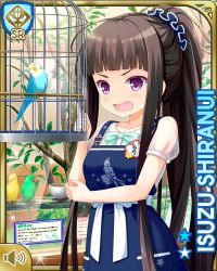 Rule 34 | 1girl, alternate hairstyle, angry, bird, birdcage, black hair, blue dress, cage, card (medium), character name, day, dress, girlfriend (kari), hair ornament, indoors, light blue bow, official art, open mouth, ponyail, purple eyes, qp:flapper, shiranui isuzu, standing, store, tagme