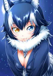 Rule 34 | 10s, 1girl, animal ears, between breasts, black hair, blue eyes, blush, breasts, cleavage, fang, fang out, full moon, fur collar, grey wolf (kemono friends), heterochromia, highres, kemono friends, large breasts, long hair, long sleeves, looking at viewer, moon, multicolored hair, necktie, necktie between breasts, sazanami tarou, skirt, solo, two-tone hair, wolf ears, yellow eyes