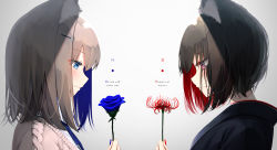 Rule 34 | 2girls, absurdres, animal ear fluff, animal ears, aran sweater, black hair, black shirt, blue eyes, blue flower, blue hair, blue nails, blue ribbon, blue rose, blush, brown background, brown hair, brown sweater, cable knit, closed mouth, collared shirt, commentary request, english text, eyes visible through hair, flower, gradient background, grey background, hair between eyes, hair ornament, hairclip, hand up, highres, holding, holding flower, latin text, looking away, looking down, mayogii, multicolored hair, multiple girls, nail polish, neck ribbon, original, profile, purple eyes, red flower, red hair, red nails, ribbon, rose, shirt, smile, spider lily, sweater, translation request, two-tone hair, upper body, white background, white shirt