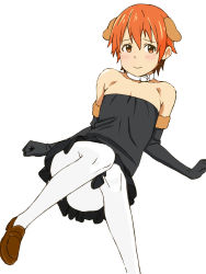 Rule 34 | 1girl, animal ears, bad id, bad pixiv id, bare shoulders, blush, collar, dog ears, elbow gloves, flat chest, gloves, highres, inami mahiru, loafers, loliconder, looking at viewer, matching hair/eyes, orange eyes, orange hair, pantyhose, shoes, short hair, simple background, smile, solo, white background, white pantyhose, working!!