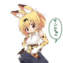 Rule 34 | 10s, 1girl, animal ears, belt, blonde hair, blush, bow, bowtie, brown belt, brown eyes, check translation, closed mouth, elbow gloves, gloves, hair between eyes, high-waist skirt, highres, holding own tail, kemono friends, looking at viewer, makuran, print gloves, print neckwear, print skirt, serval (kemono friends), serval print, serval tail, shirt, short hair, simple background, skirt, sleeveless, sleeveless shirt, solo focus, striped tail, tail, translation request, white background, white shirt
