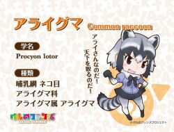 Rule 34 | 1girl, animal ears, common raccoon (kemono friends), extra ears, kemono friends, looking at viewer, official art, simple background, solo, tail, yoshizaki mine