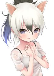 Rule 34 | 1girl, aardwolf (kemono friends), absurdres, animal ears, bare arms, black bra, black hair, bra, collarbone, deku suke, extra ears, grey hair, hair between eyes, hands up, high ponytail, highres, kemono friends, long hair, looking at viewer, multicolored hair, open mouth, own hands together, purple eyes, see-through, shirt, sidelocks, simple background, solo, two-tone hair, underwear, upper body, white background, white shirt