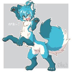 Rule 34 | 1boy, :d, acky, ahoge, animal ear fluff, animal ears, animal hands, blue eyes, blue fur, blue hair, blush, centauroid, claws, commentary, fang, fictional persona, fox boy, fox ears, fox tail, full body, furry, furry male, grey background, hair between eyes, hands up, heterochromia, highres, looking at viewer, male focus, navel, open mouth, original, outline, parted bangs, rearing, short hair, signature, slit pupils, smile, snout, solo, tail, taur, thick eyebrows, translation request, white fur