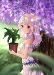 Rule 34 | 1girl, ahoge, bare arms, bare shoulders, blurry, blurry background, blurry foreground, commentary, dappled sunlight, depth of field, dress, english commentary, flower, gradient hair, hair between eyes, highres, holding, holding plant, light purple hair, light smile, looking at viewer, looking back, medium hair, multicolored hair, original, plant, potted plant, red eyes, shands, silver hair, sleeveless, sleeveless dress, solo, standing, sundress, sunlight, upper body, white dress, wisteria